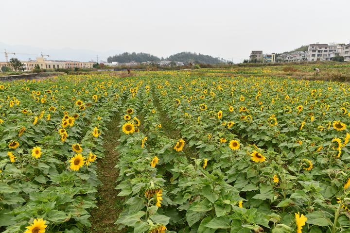 油葵花开 观赏增收两相宜