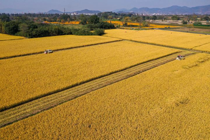 在良渚古城遗址考古发现中,曾出土过大量炭化稻谷,总量达20万公斤.