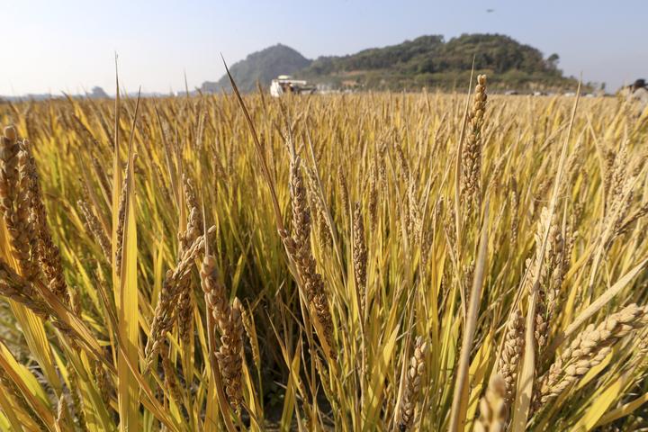 德清:矿地变耕地 水稻喜丰收