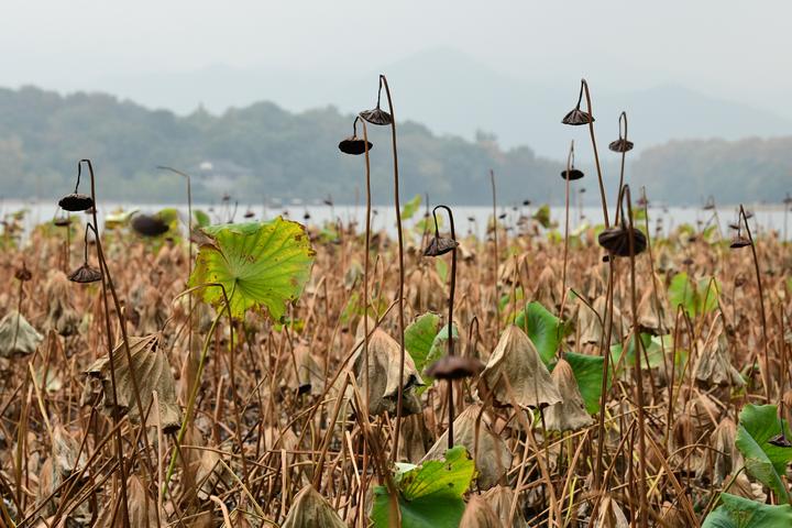 深秋西湖残荷景(里尔摄影)2.jpg