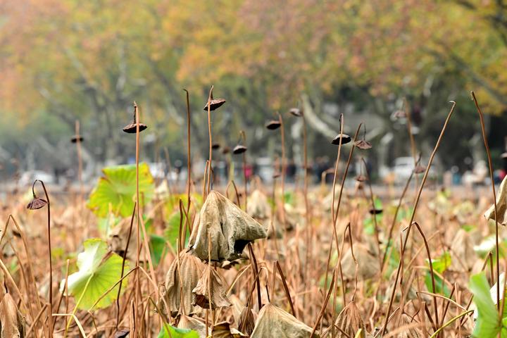 深秋西湖残荷景(里尔摄影)4.jpg