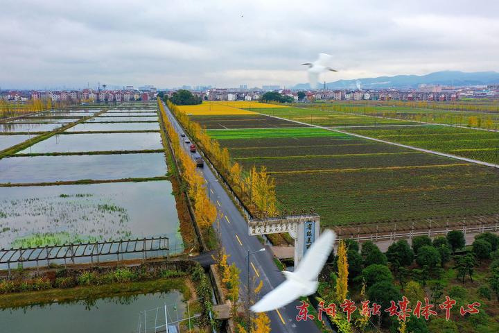 11月24日,航拍镜头下的东阳市城东街道寀卢村秋色绚烂.