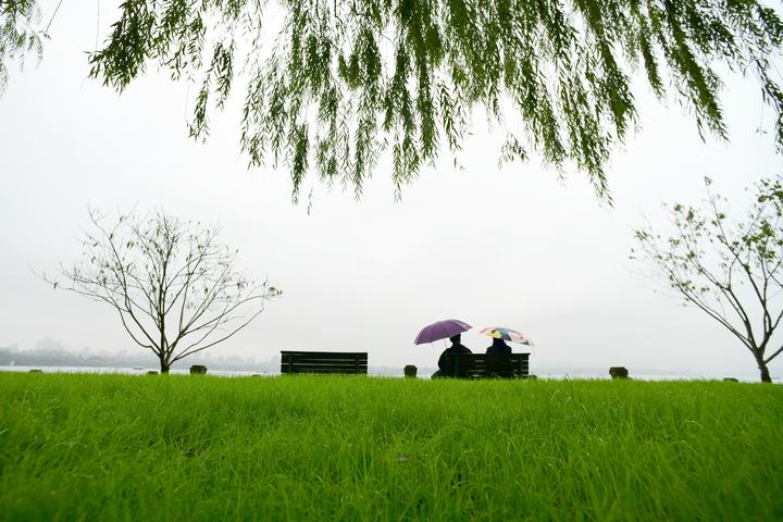 杭州:西湖白堤再披"新绿"