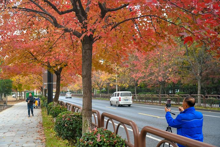 杭州学林街枫景如画