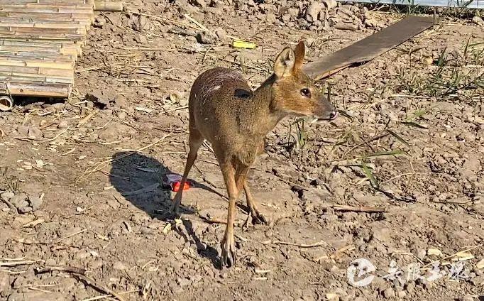 12月2日上午,国家二级保护动物河麂正式"安家"玉环.