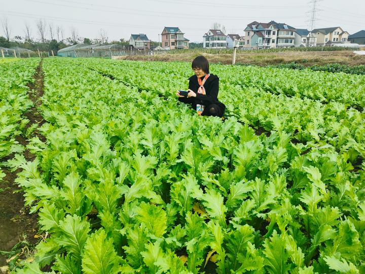 榨菜俏销种菜忙