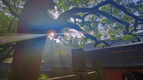 普陀山寺庙的一角(图片由普陀山朱家尖管委会提供)