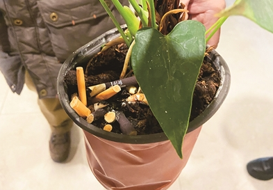 延安路某大楼楼道内花盆里的烟头提醒:在禁烟场所抽电子烟也属违法