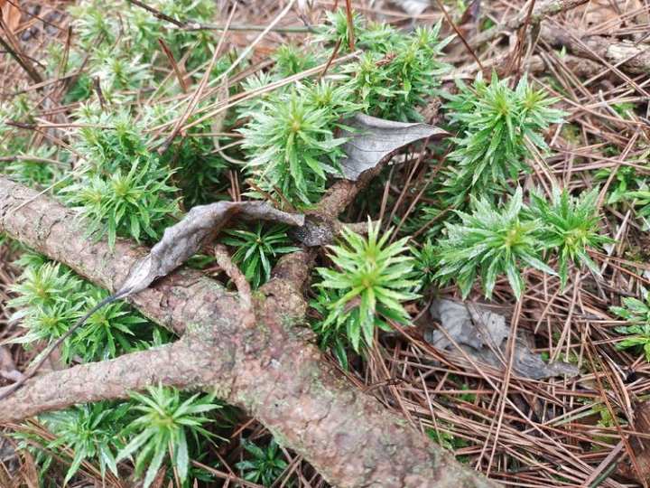 冰冻三尺,大盘山风光独特单叶铁线莲含苞待放倒卵叶瑞香云锦杜鹃,四季