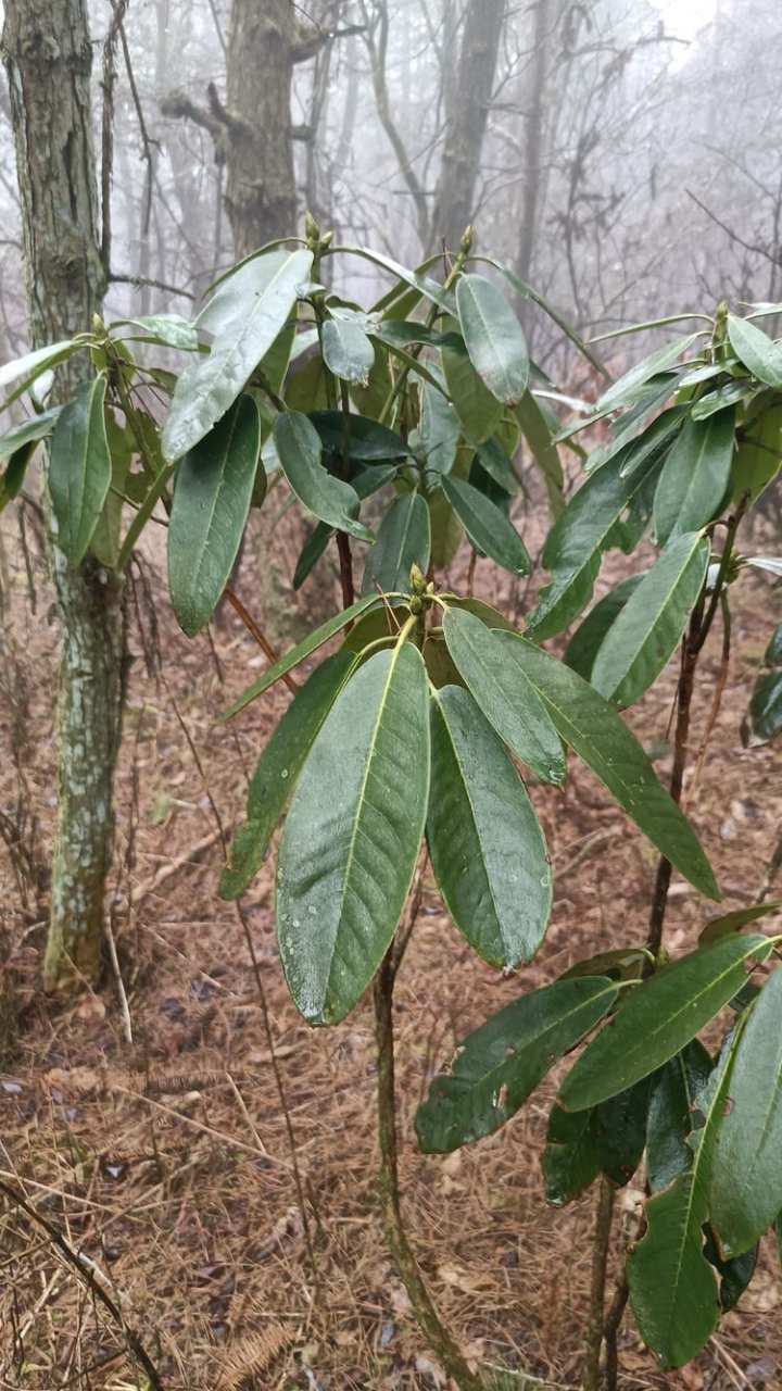 别名"千层塔""救命王"!磐安大盘山保护区发现大片珍稀中草药