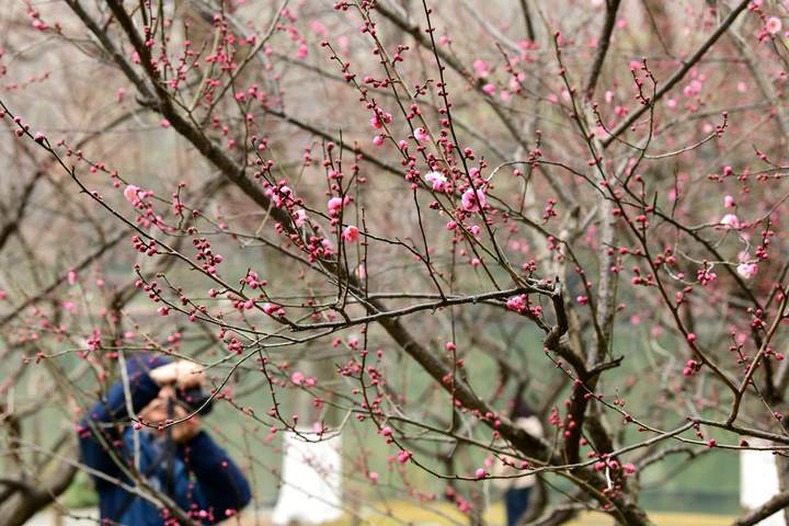 杭州:孤山梅花渐次开