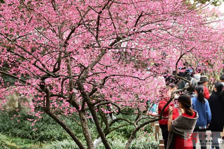 西湖孤山景区的梅花陆续进入盛放期,也吸引了众多市民和游客前来赏梅.