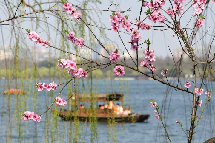 美哉西湖桃花第一波来袭