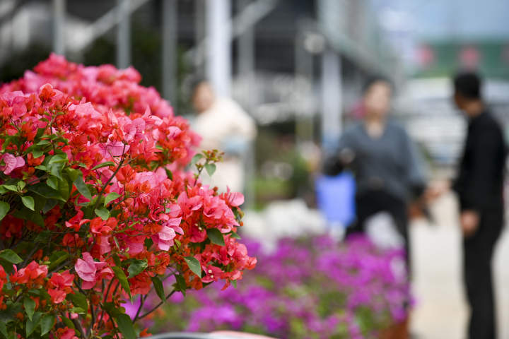 金华:花卉市场春意闹