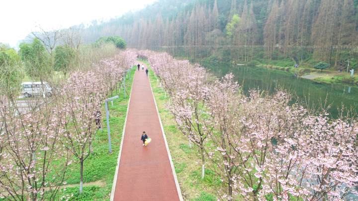 《樱花》严生彪摄于同乐村