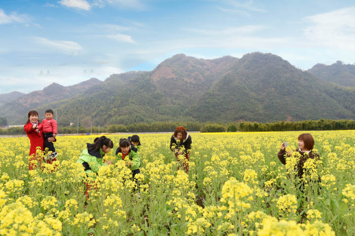 临安油菜花竞相绽放邂逅美丽春天