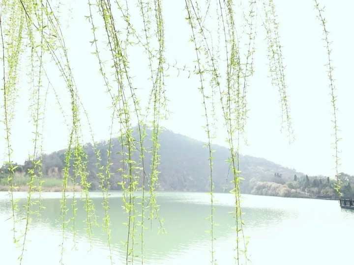 春天在哪里?在海盐通元丰义村的景色里