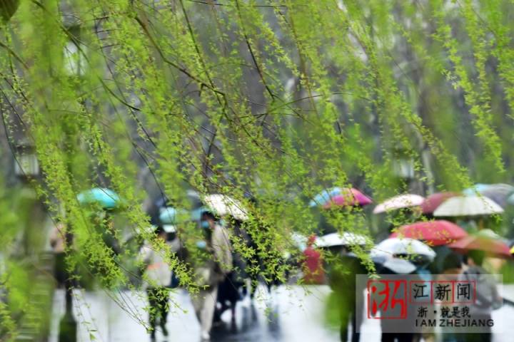 杭州:春雨绵绵 乍暖还寒