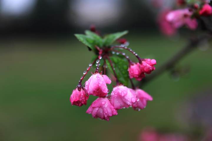 摄影师驾到丨春雨贵如油