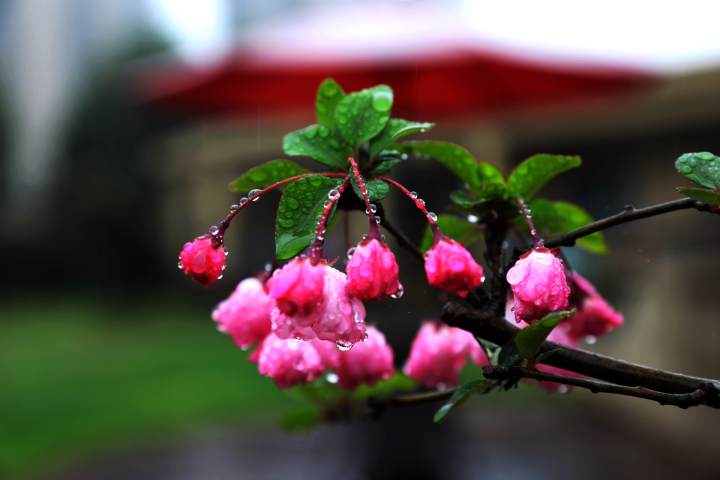 摄影师驾到丨春雨贵如油