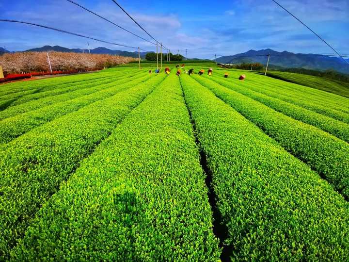 嵊州春茶已上市!正是赏看茶山风景好时节