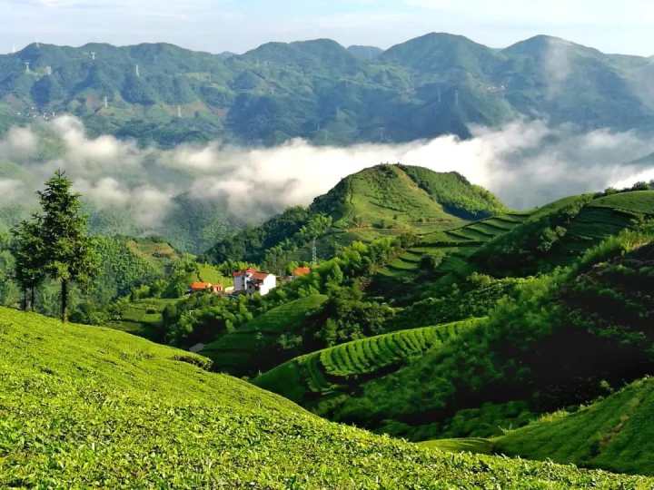 嵊州春茶已上市!正是赏看茶山风景好时节