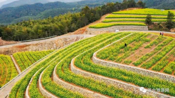 台州首家七彩油菜花海等你来打卡