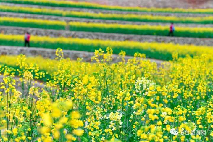台州首家七彩油菜花海等你来打卡