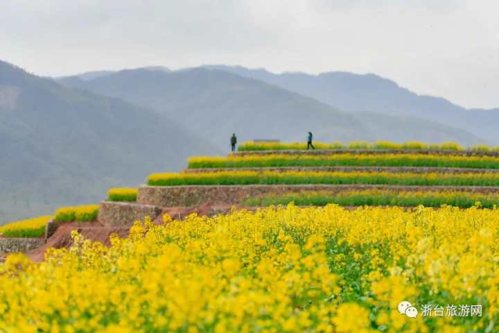 台州首家七彩油菜花海等你来打卡
