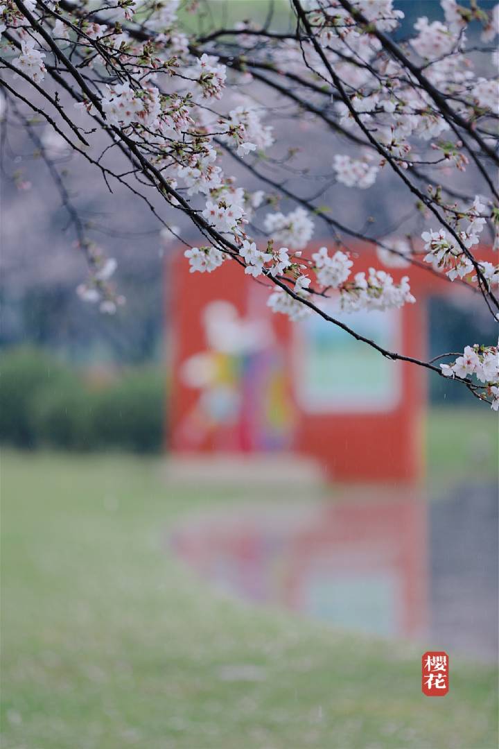 摄影师驾到丨雨中花 美如画