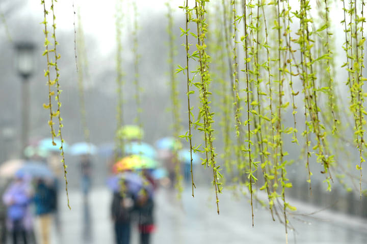 更新丨下周不止雨雨雨 还有冷空气!"倒春寒"会来吗?