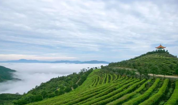 今天,到临海羊岩山赴一场"茶文化旅游节"之约