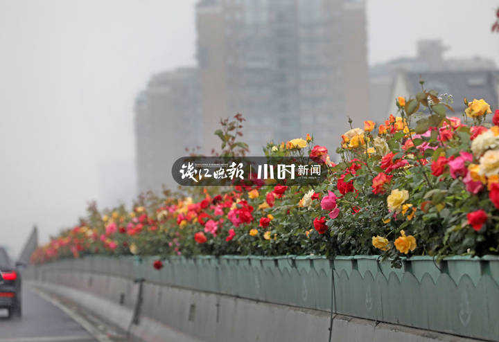 高架月季提早开放杭州人又可以发朋友圈炫耀了