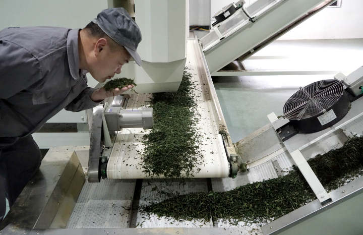 更香茶叶公司员工对茶叶数字化生产电磁滚烘车间刚出流水线茶叶进行