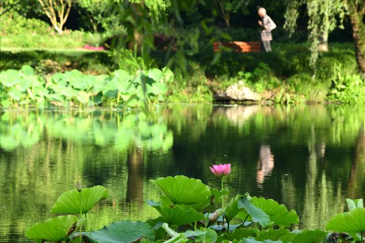 西湖荷花首秀曲院风荷