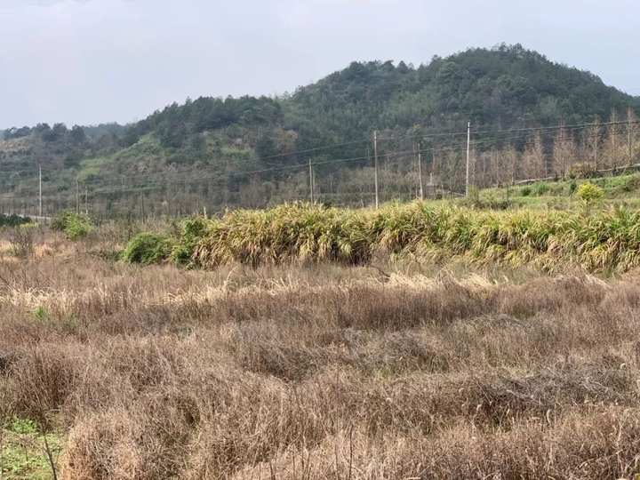 "杂草丛生,人都走不进去.