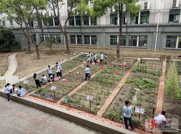 袁隆平有禾下乘凉梦我有我的panda农场梦杭州初中生的校园实验报告写