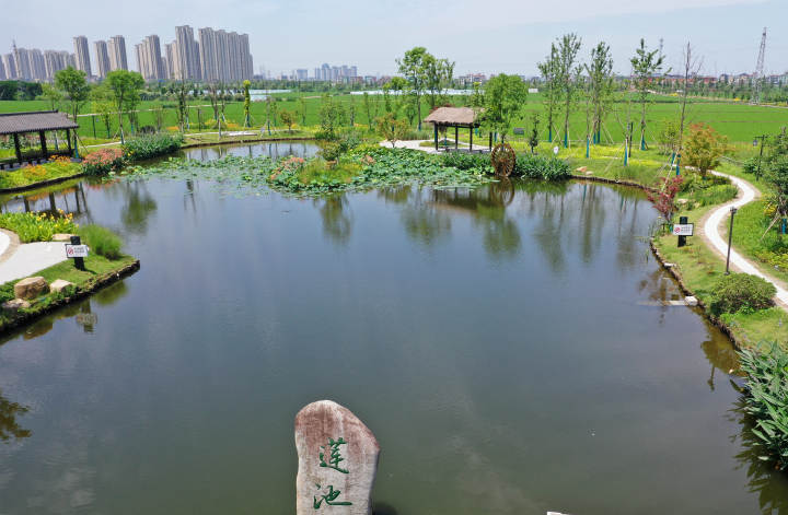 杭州:废弃池塘变美景