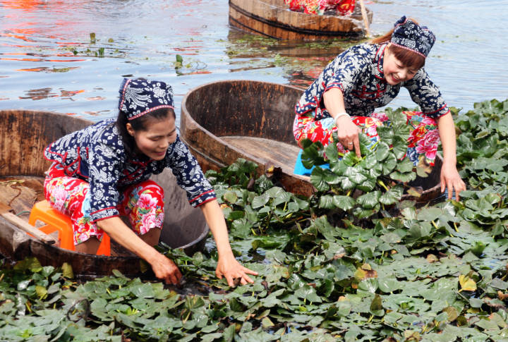 嘉兴南湖菱采一捧水生果烹一道糯糯的江南味