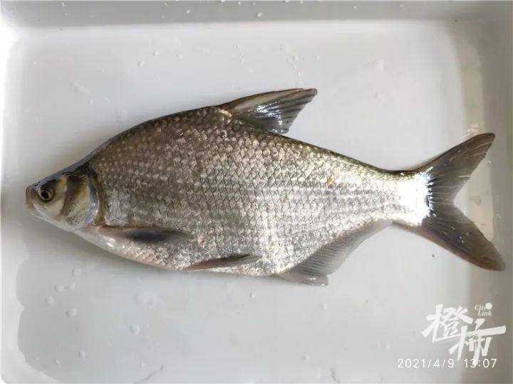 葱油鳊鱼大概率是钱塘江里的三角鲂!还有哪些钱塘江"土著鱼?
