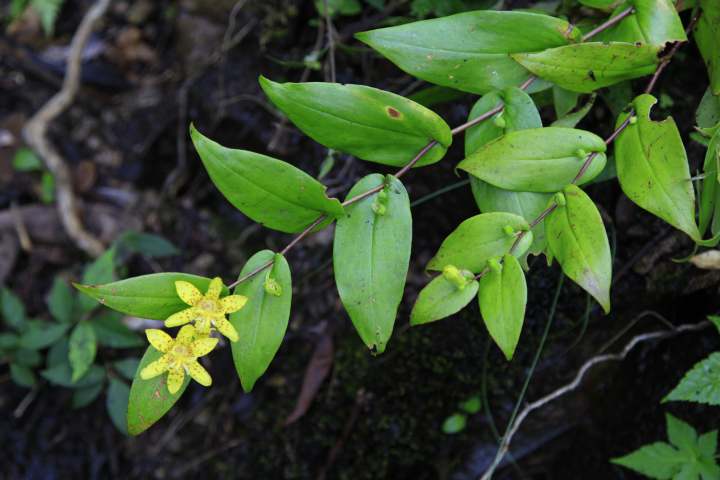 仙居油点草.jpg
