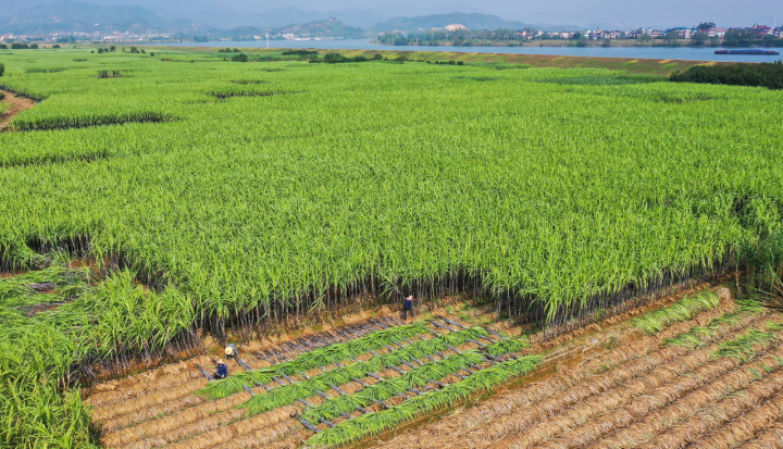 童万民为农户算了一笔账:一亩地标准种植甘蔗3000根左右,现在卖4元