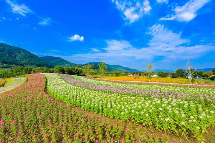 不来等半年余杭径山花海花开正盛