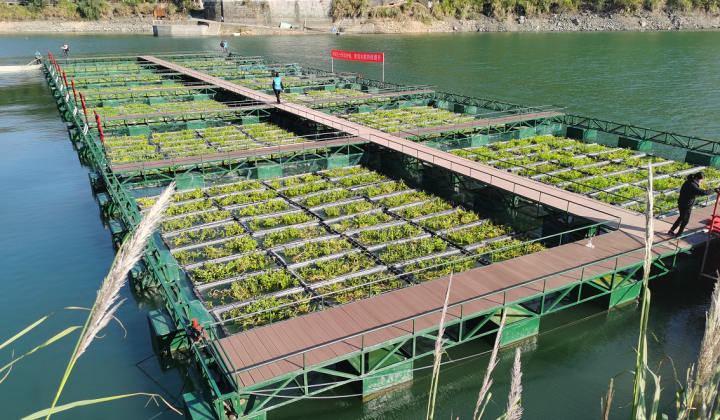 种着菜净着水 千岛湖上这些大"菜园" 究竟是干啥的