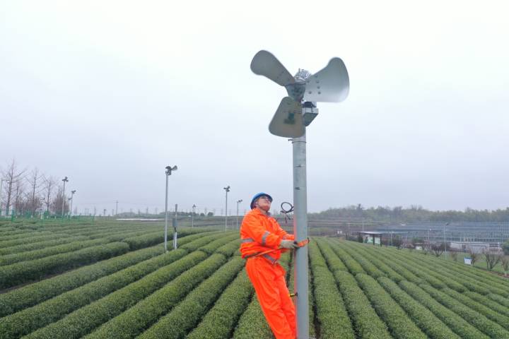 电力助科研早茶防霜冻