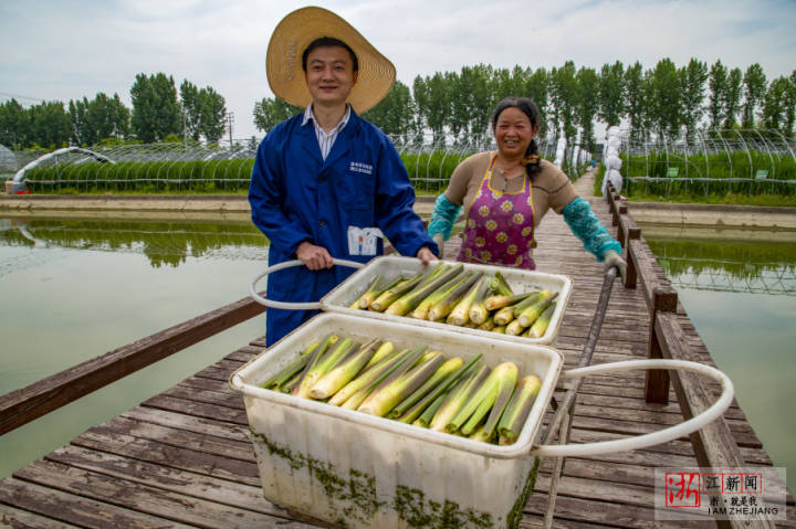 金华茭白新品种丰收保供应