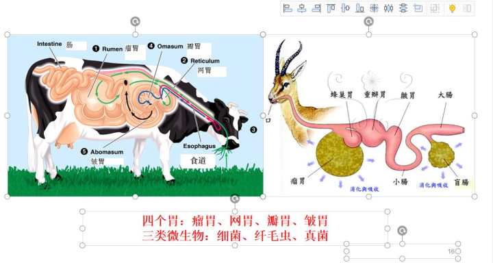 羊的瘤胃中生活着大量的微生物(细菌,真菌和纤毛虫,是一个小型"发酵