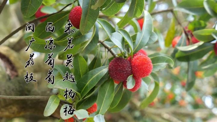 徐云邀您品尝余姚杨梅