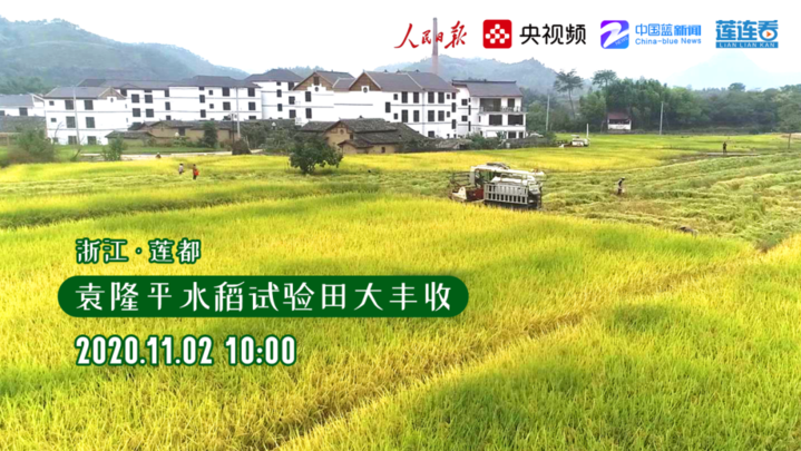 预告四大平台同步直播莲都袁隆平院士团队水稻试验田迎来丰收