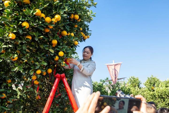 走!去胡柚"祖宗树"所在地寻新一届"柚王"